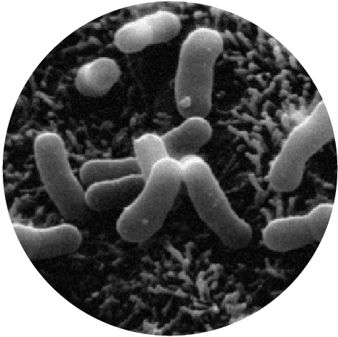 Bifidobacterium Lactis HN019 | Database